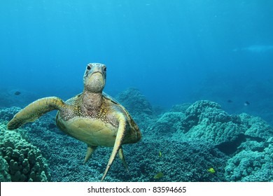 Hawaiian Green Sea Turtle