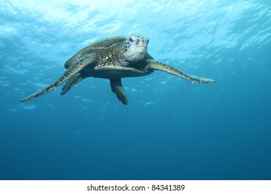 Hawaiian Green Sea Turtle