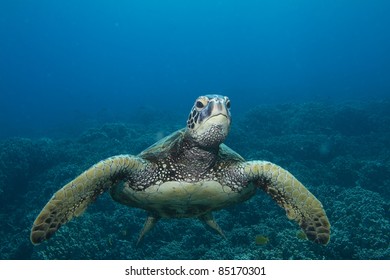 Hawaiian Green Sea Turtle