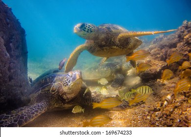 Hawaiian Green Sea Turtle (Honu)