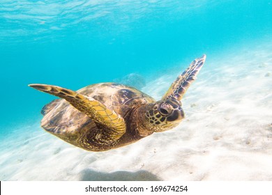 8,595 Oahu north shore Images, Stock Photos & Vectors | Shutterstock