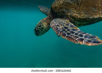 Hawaiian Green Sea Turtle (honu) Turtle Swimming On The Coral Reef In Kauai Hawaii