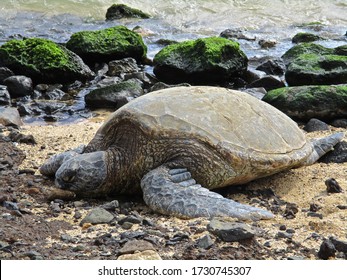 481 Sea Turtle Kauai Images, Stock Photos & Vectors | Shutterstock