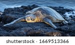 Hawaiian Green Sea Turtle, Puako Beach, Hawaii