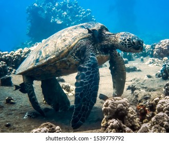 Hawaiian Green Sea Turtle Resting At A Cleaning Station Underwater With A Fish Cleaning Its Neck.  