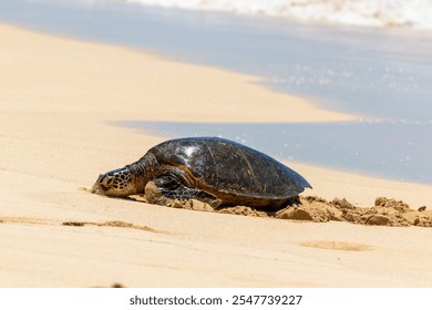 Hawaiian green sea turtle resting peacefully on a sandy beach in Oahu. - Powered by Shutterstock