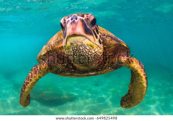 Hawaiian Green Sea Turtle Swimming Warm Stock Photo 649825498 ...