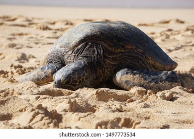 481 Sea Turtle Kauai Images, Stock Photos & Vectors | Shutterstock