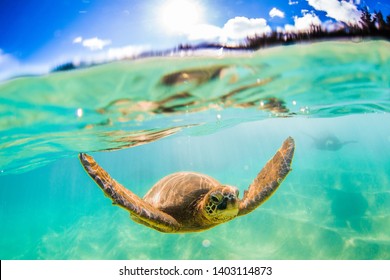 ハワイ 亀 の画像 写真素材 ベクター画像 Shutterstock