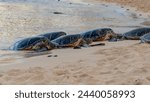  Hawaiian green sea turtles on a Poipu Beach, Kauai.