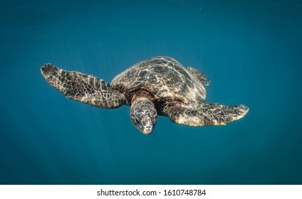 Hawaiian Green Sea Turtles On Maui