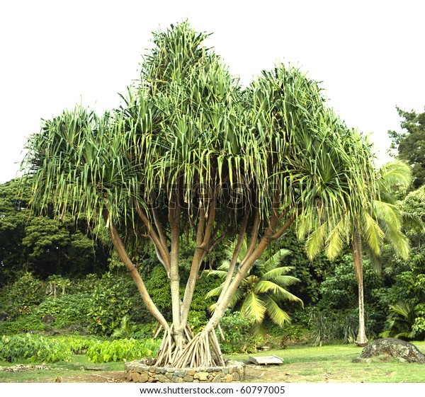 Hawaiian Hala Tree Lauhala Leaves Growing Stock Photo (Edit Now) 60797005