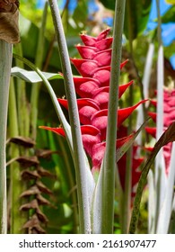 Hawaiian Heliconia Flower, Red Color