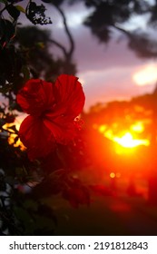 Hawaiian Hibiscus During Sunset In Oahu