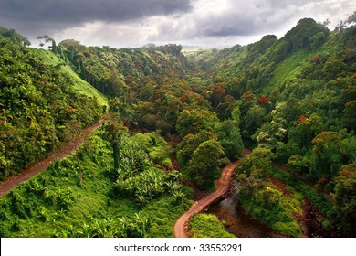 Hawaiian Jungle. Big Island. USA