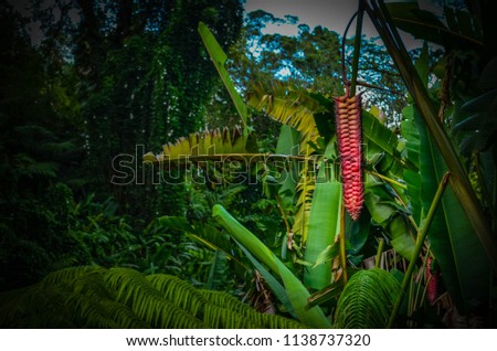 Hawaiian Jungle Plants