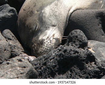 Hawaiian Monk Seal, With A Circle Hook Lodged In The Corner Of Her Mouth.