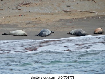 Hawaiian Monk Seal Neomonachus Schauinslandi On Ni'ihau Beach