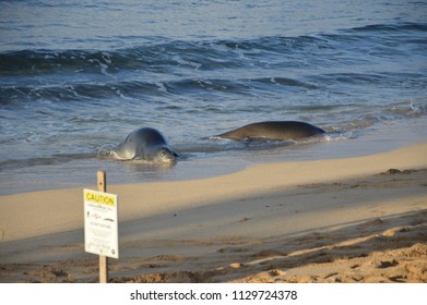 Hawaiian Monk Seals Frolicking On Poipu Beach Kauai