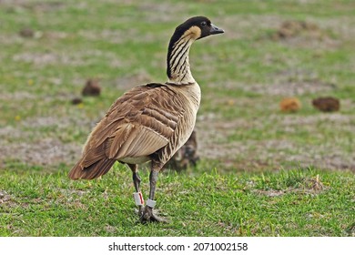 Hawaiian Nene Goose A Native Bird Of The Islands