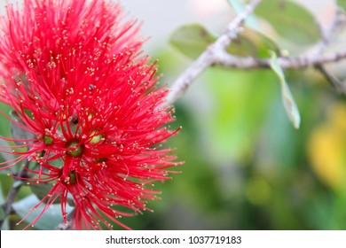 Lehua の画像 写真素材 ベクター画像 Shutterstock