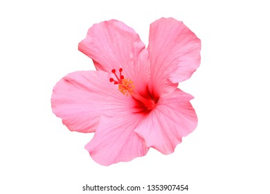 Hawaiian Pink Hibiscus