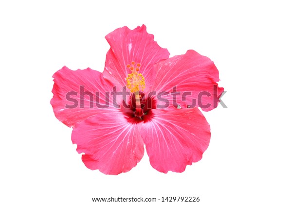 Hawaiian pink hibiscus flower isolated on white 