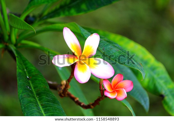 Hawaiian plumeria flower