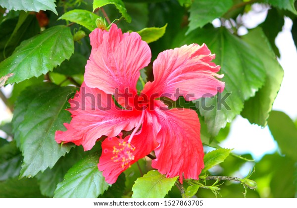 Hawaiian red hibiscus tropical flower 