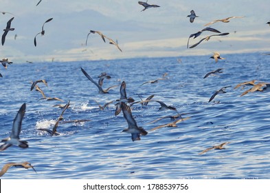 Hawaiian Sea Birds Flying Over The Ocean