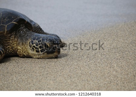 Hawaiian sea turtle basking in the beach sun