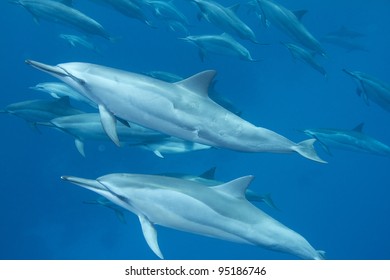 Hawaiian Spinner Dolphin