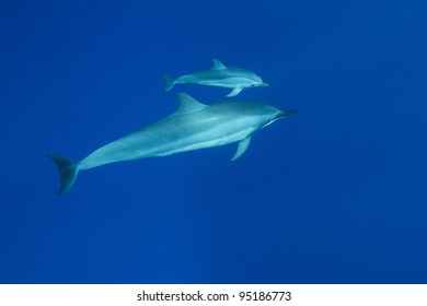 Hawaiian Spinner Dolphin