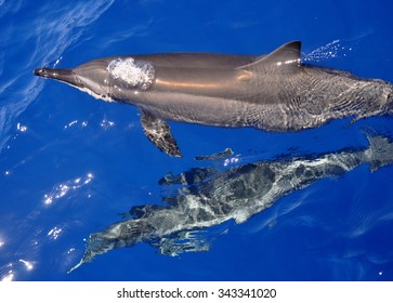 Hawaiian Spinner Dolphins