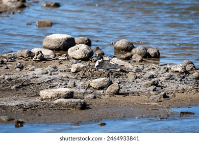 Hawaiian Stilt, Black-Necked Stilt, sitting on a nest of twigs on a rocky river beach, Kealia Pond, national wildlife refuge, birdwatching on Maui, Hawaii
 - Powered by Shutterstock