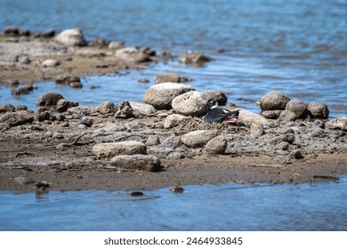 Hawaiian Stilt, Black-Necked Stilt, sitting on a nest of twigs on a rocky river beach, Kealia Pond, national wildlife refuge, birdwatching on Maui, Hawaii
 - Powered by Shutterstock