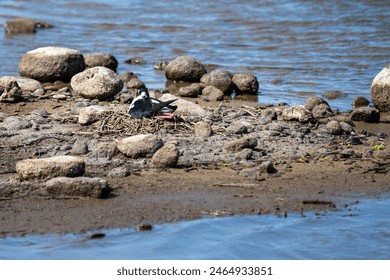 Hawaiian Stilt, Black-Necked Stilt, sitting on a nest of twigs on a rocky river beach, Kealia Pond, national wildlife refuge, birdwatching on Maui, Hawaii
 - Powered by Shutterstock