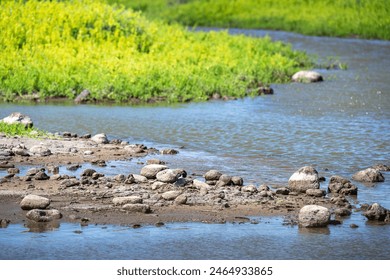 Hawaiian Stilt, Black-Necked Stilt, sitting on a nest of twigs on a rocky river beach, Kealia Pond, national wildlife refuge, birdwatching on Maui, Hawaii
 - Powered by Shutterstock