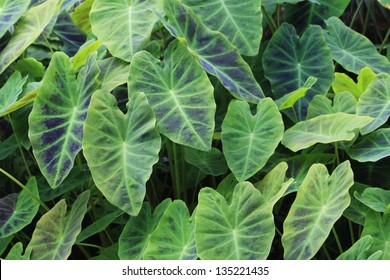 Hawaiian Taro Patch