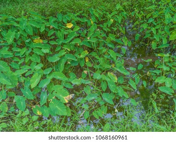 Hawaiian Taro Patch In Honolulu.