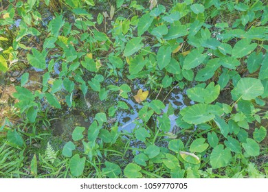 Hawaiian Taro Patch In The Honolulu Rain Forest.