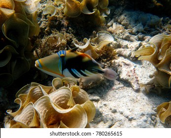 Hawaiian Triggerfish At Apia, Samoa