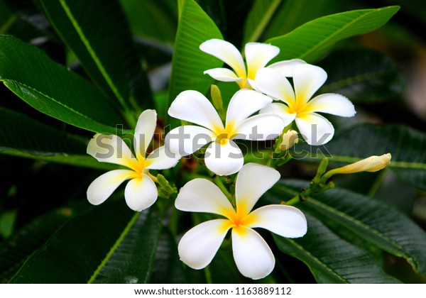 Hawaiian white plumeria flower