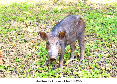 120 Hawaiian pig Stock Photos, Images & Photography | Shutterstock