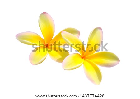 Hawaiian yellow plumeria flower isolated on white