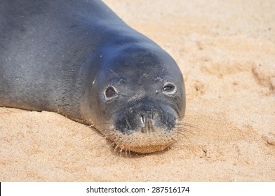 Hawaiin Monk Seal