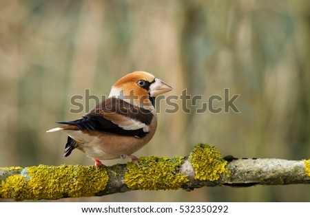 Hawfinch