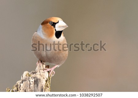 Similar – Image, Stock Photo Hawfinch