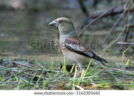 Hawfinch