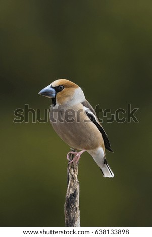 Similar – Hawfinch